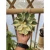 1515. Agave Kichijokan Halfmoon
