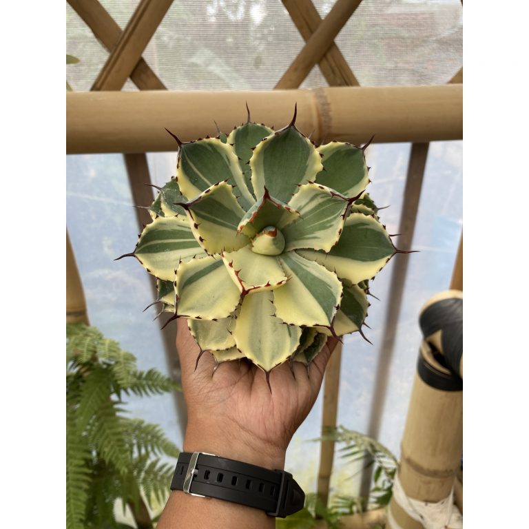 1515. Agave Kichijokan Halfmoon