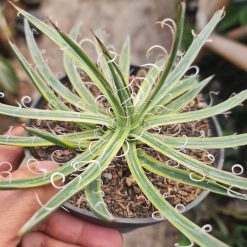 Alternative view of 2320. Agave Leopoldii 12cm