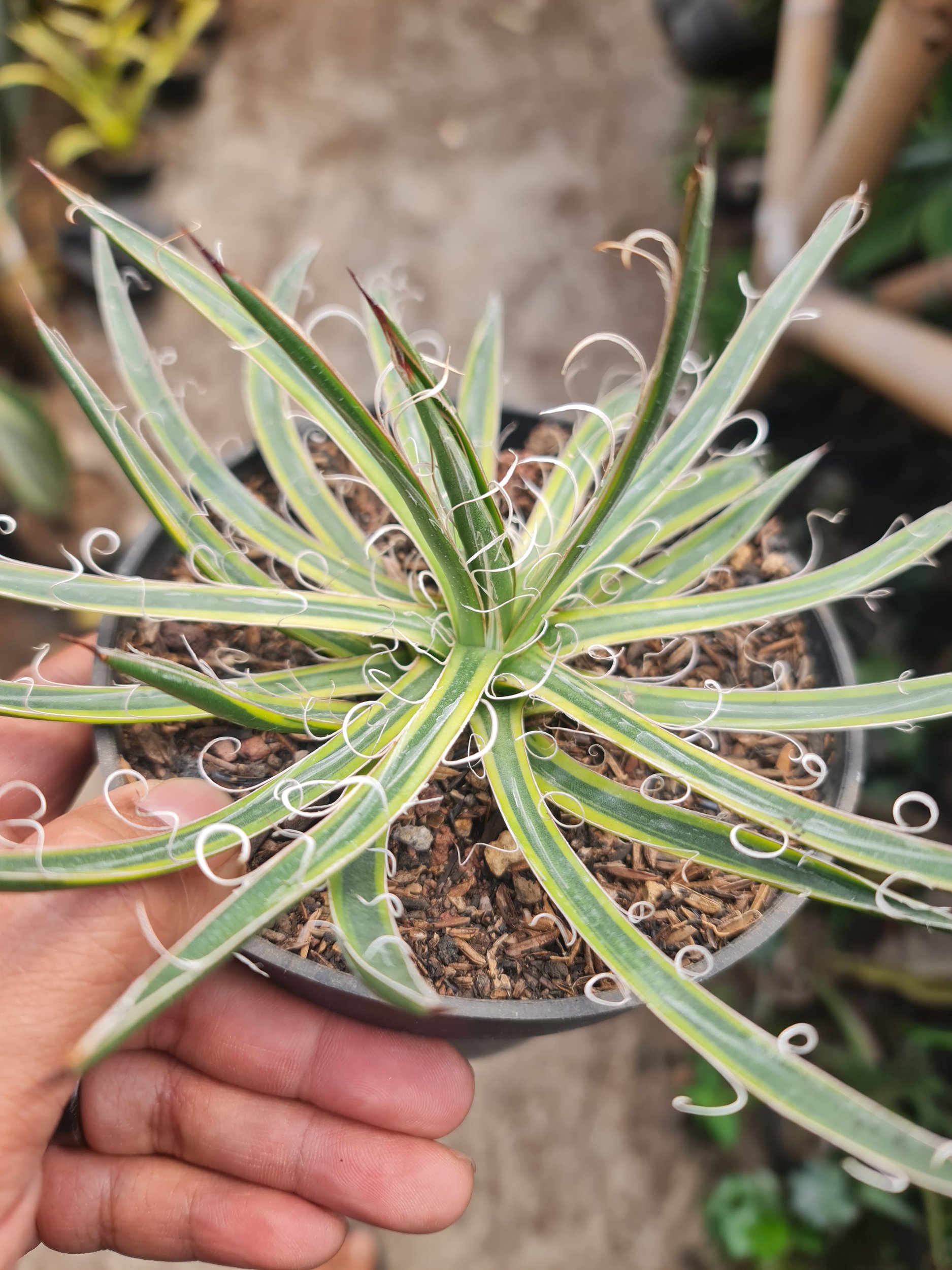 2320. Agave Leopoldii 12cm - Image 2