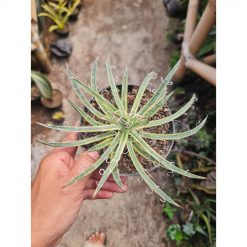 2320. Agave Leopoldii 12cm