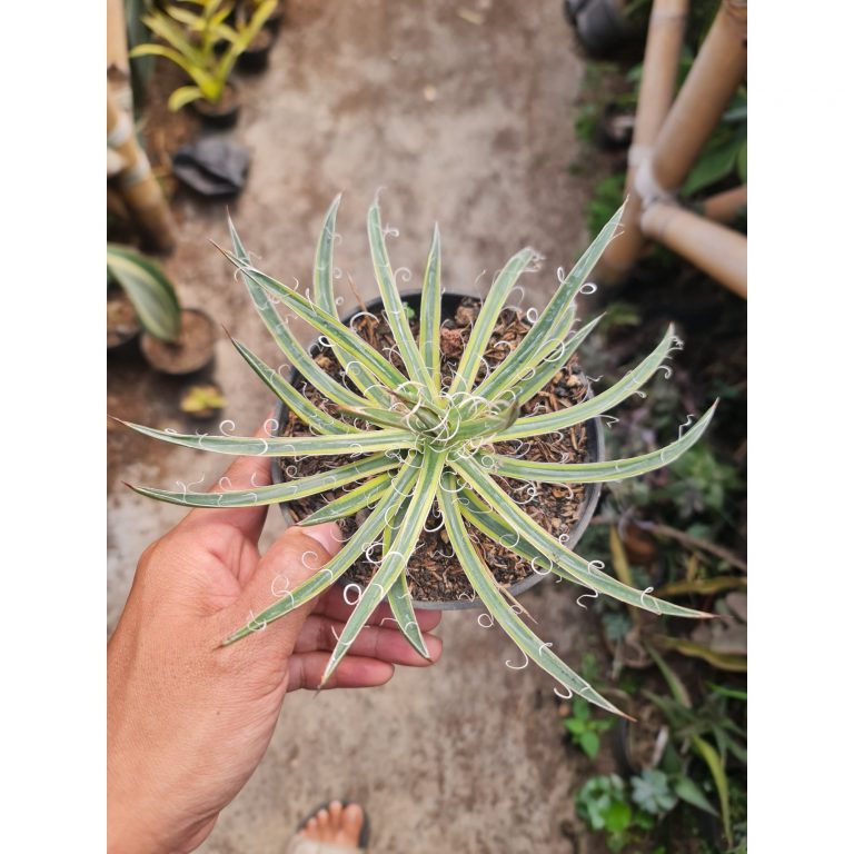2320. Agave Leopoldii 12cm