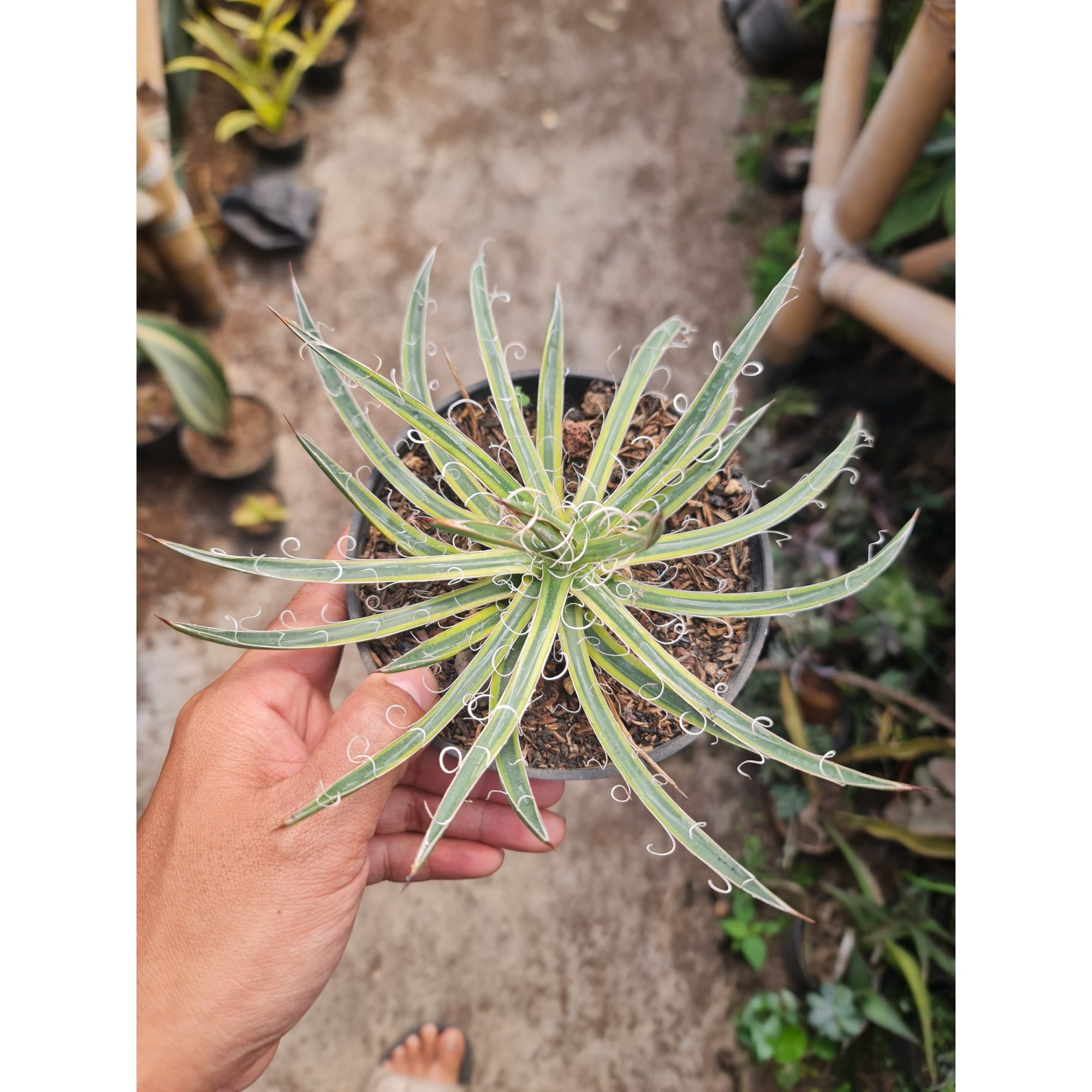 2320. Agave Leopoldii 12cm