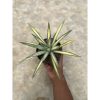 1450. Agave Macroacantha Varigata