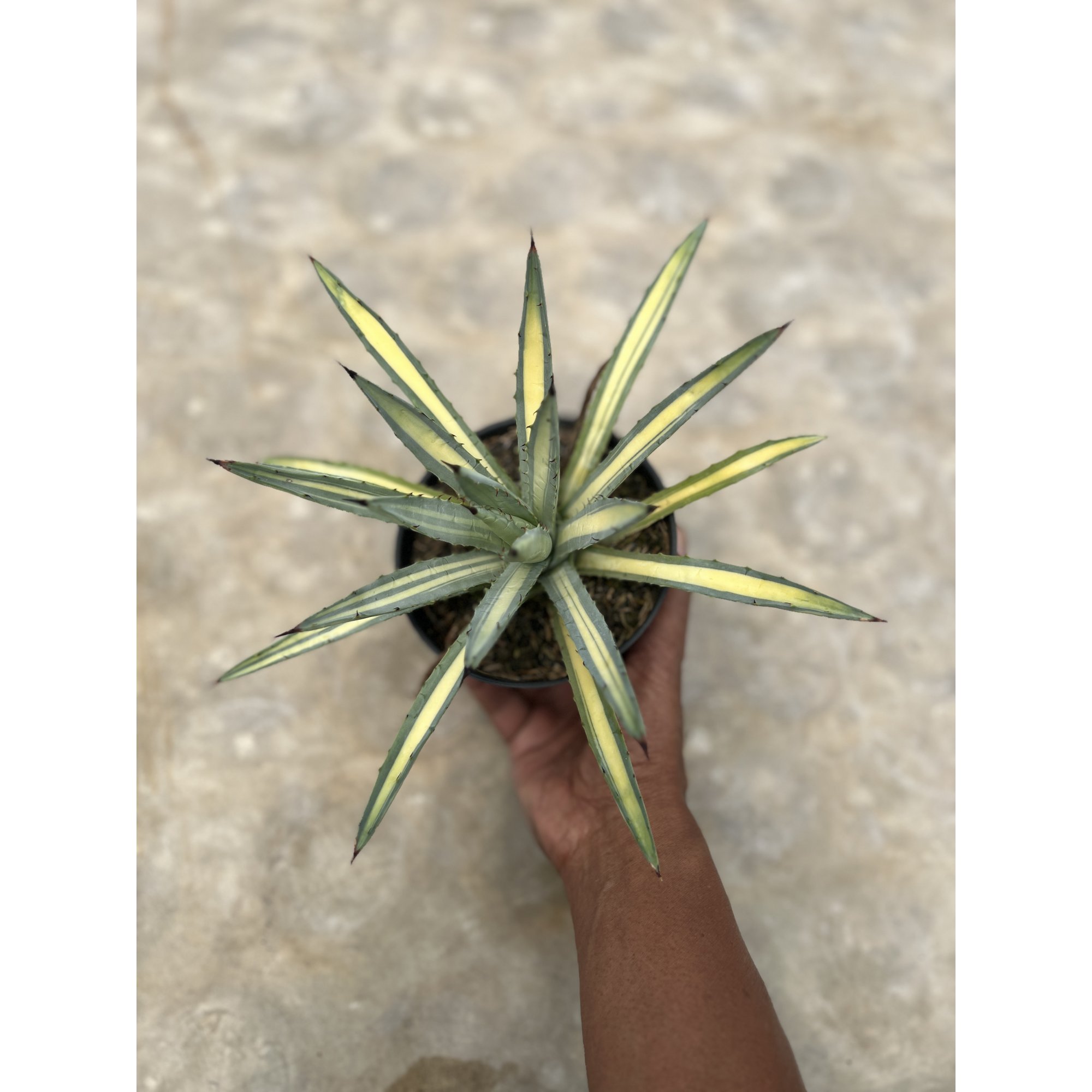 1450. Agave Macroacantha Varigata
