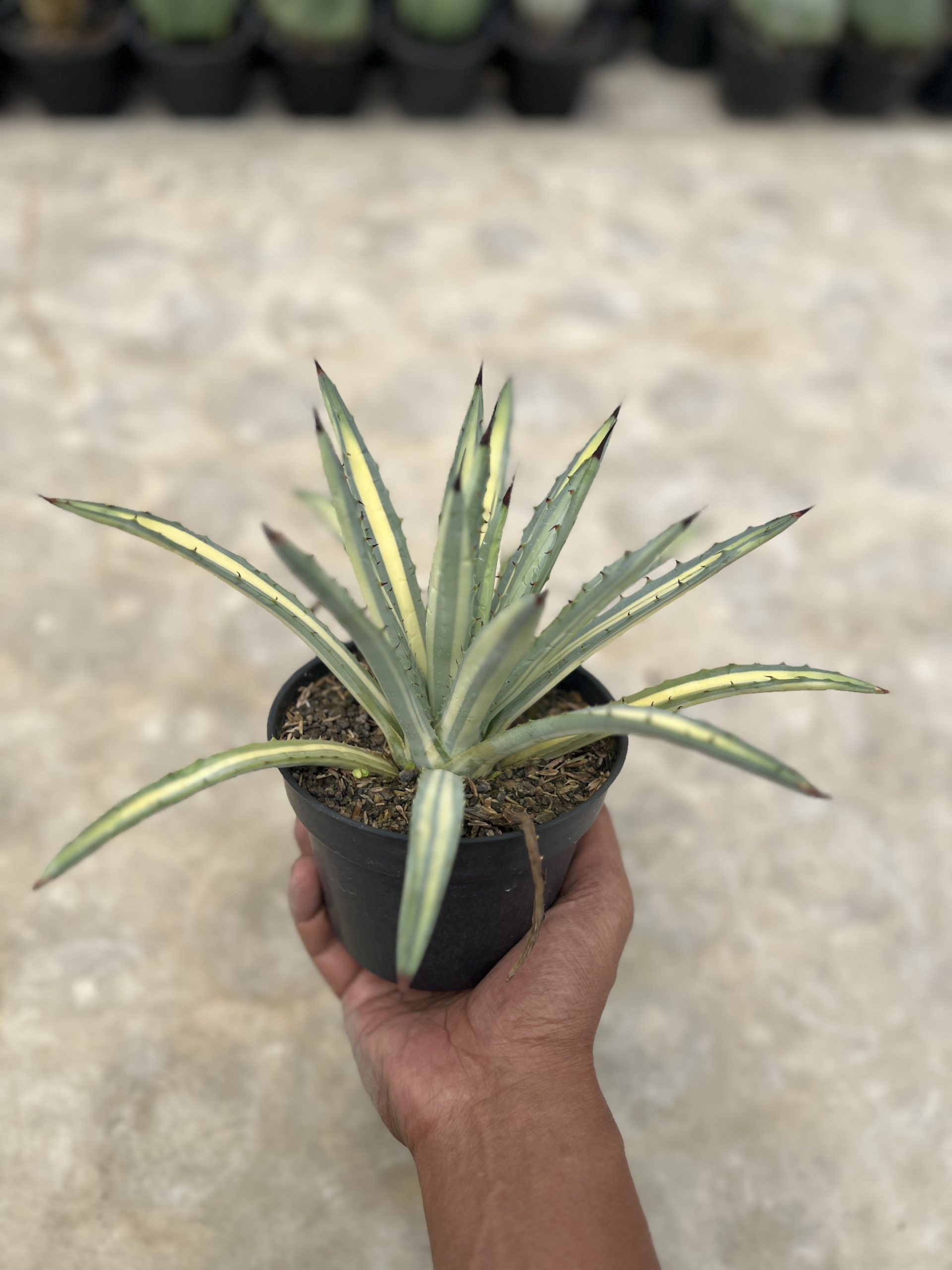 1450. Agave Macroacantha Varigata - Image 3
