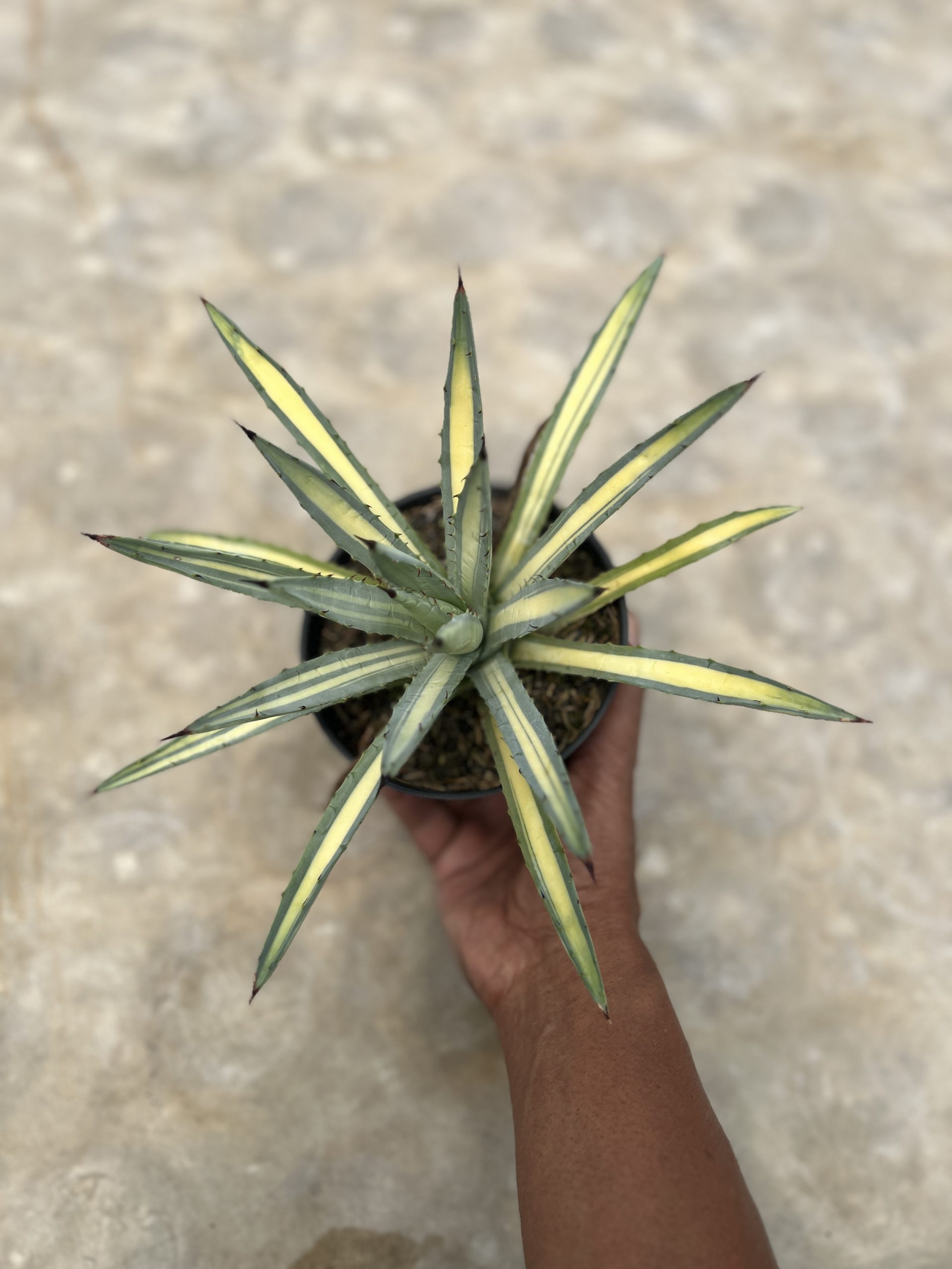 1450. Agave Macroacantha Varigata - Image 4