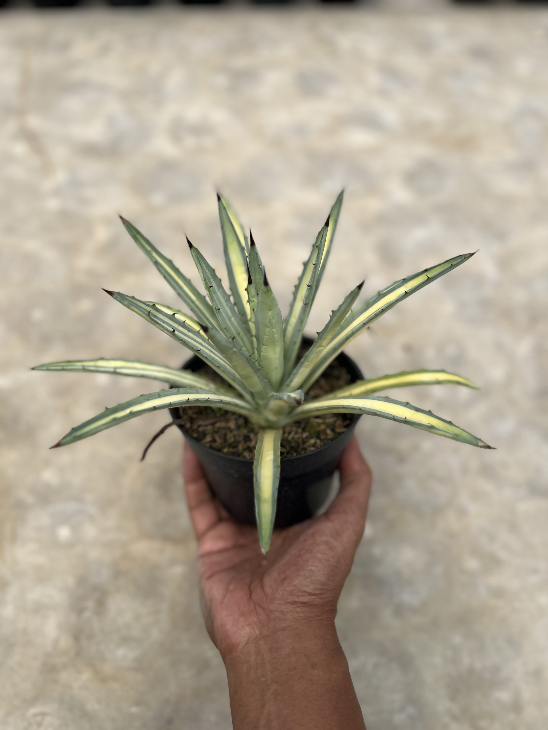 1450. Agave Macroacantha Varigata - Image 5