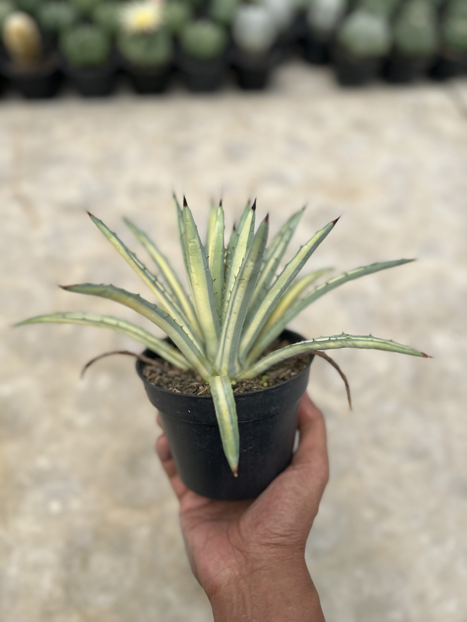 1450. Agave Macroacantha Varigata - Image 6