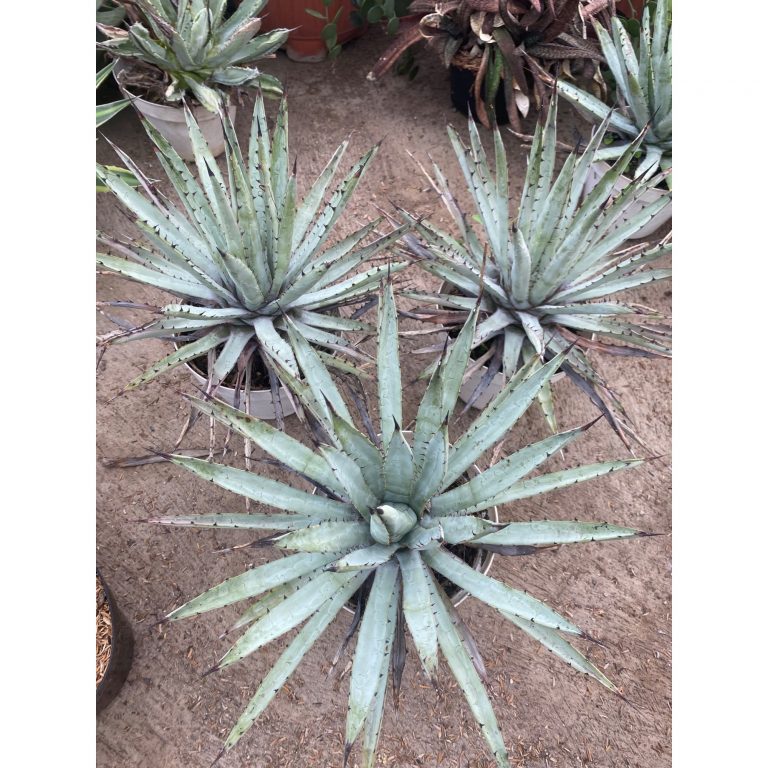 1600. Agave Macrocantha Black-spined Size 30 Cm