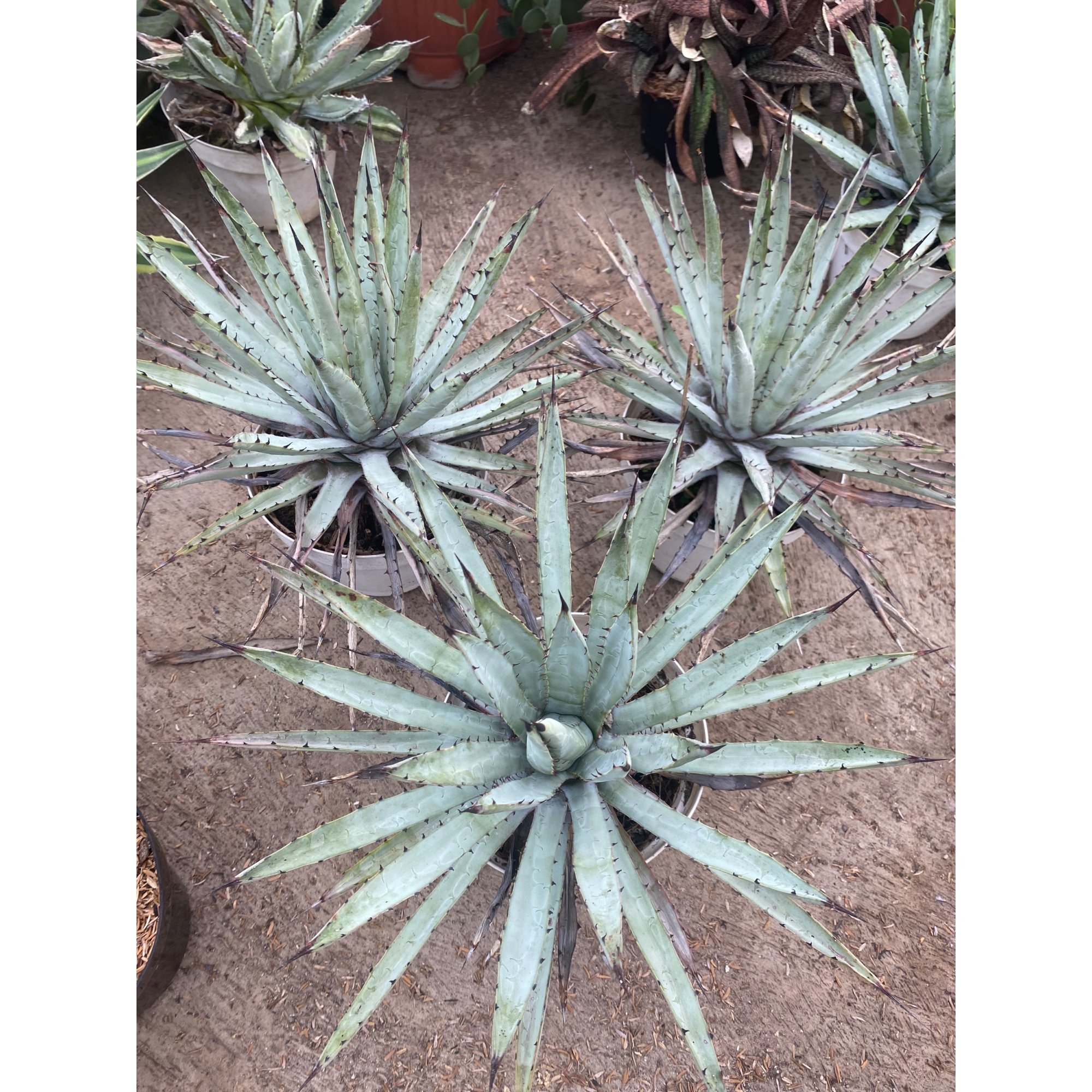 1600. Agave Macrocantha Black-spined Size 30 Cm