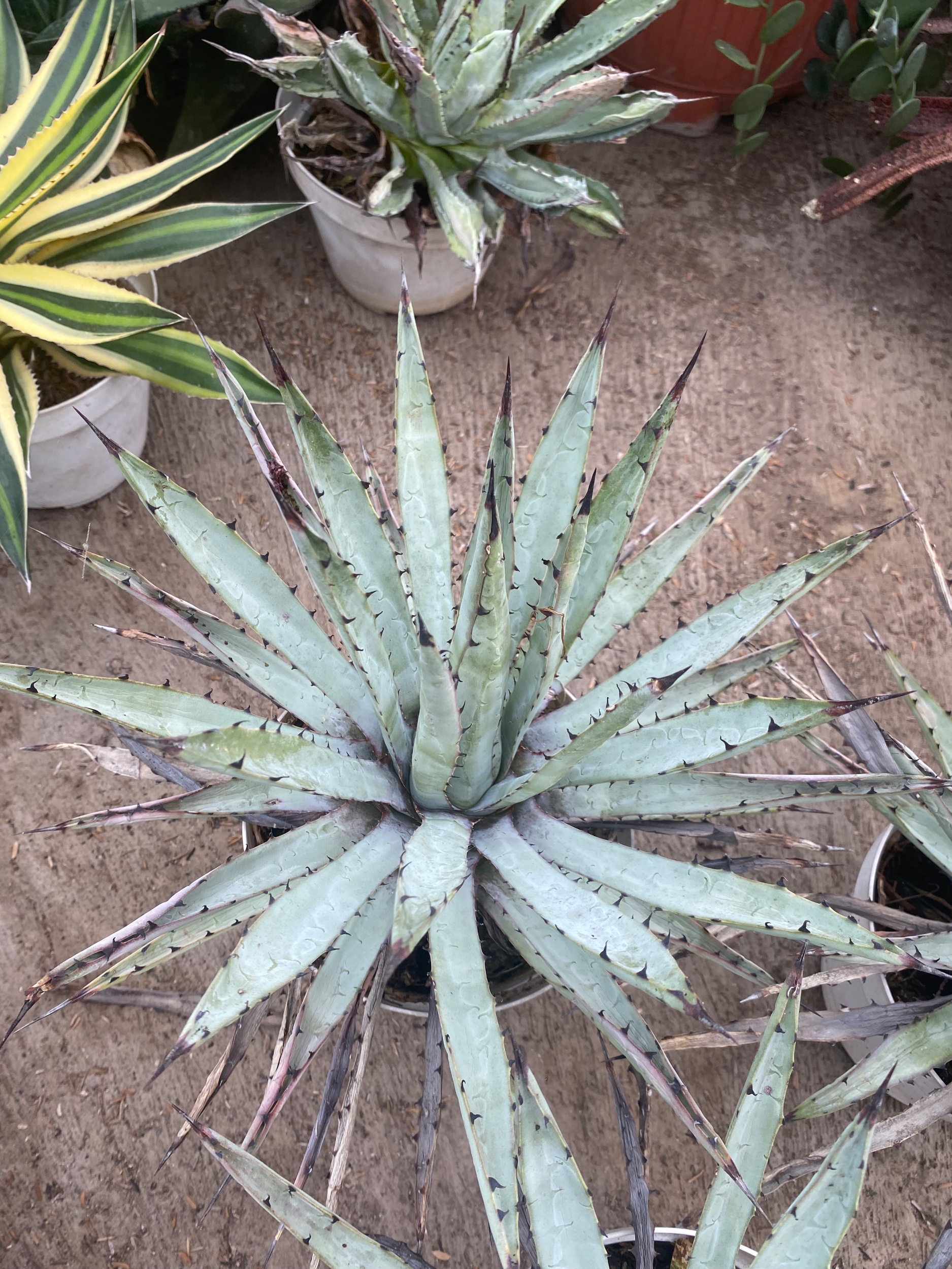 1600. Agave Macrocantha Black-spined Size 30 Cm - Image 2