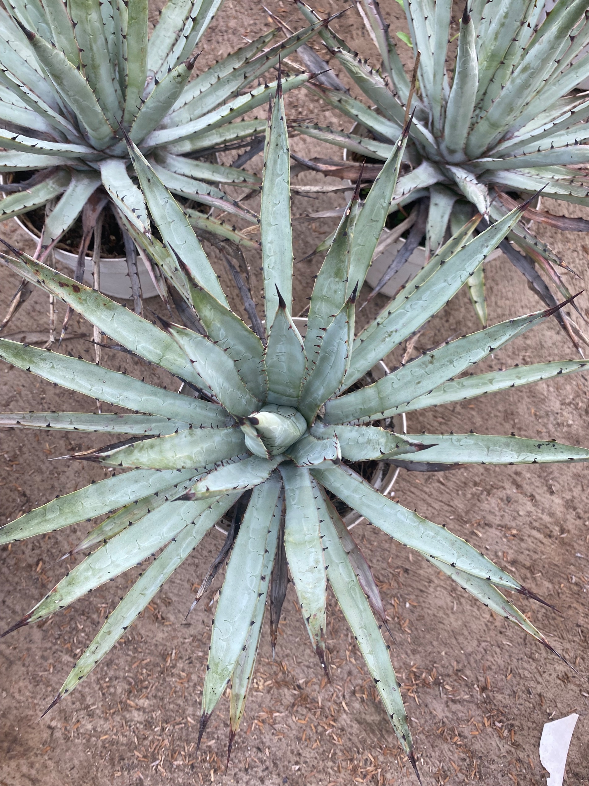 1600. Agave Macrocantha Black-spined Size 30 Cm - Image 3