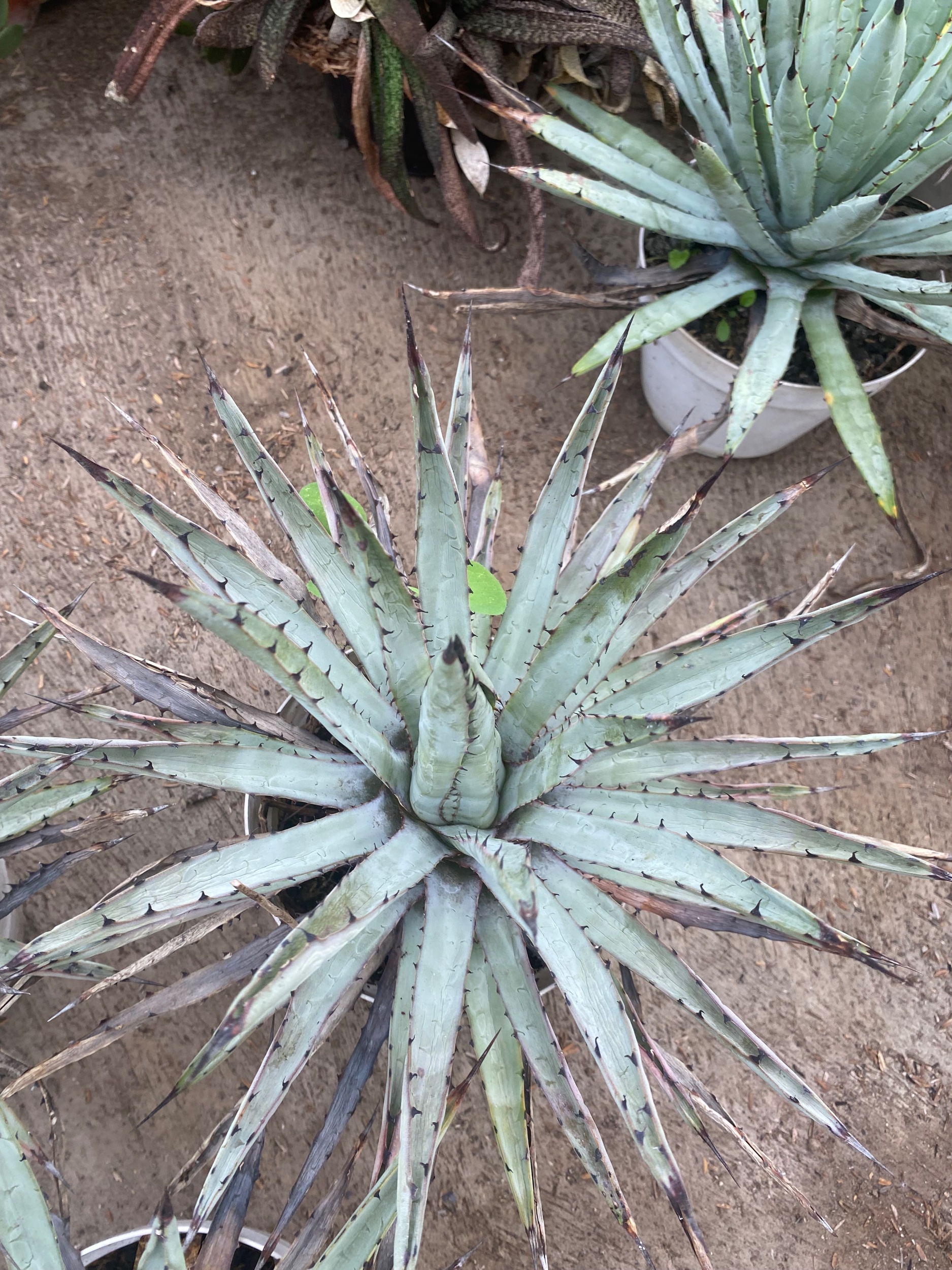 1600. Agave Macrocantha Black-spined Size 30 Cm - Image 4