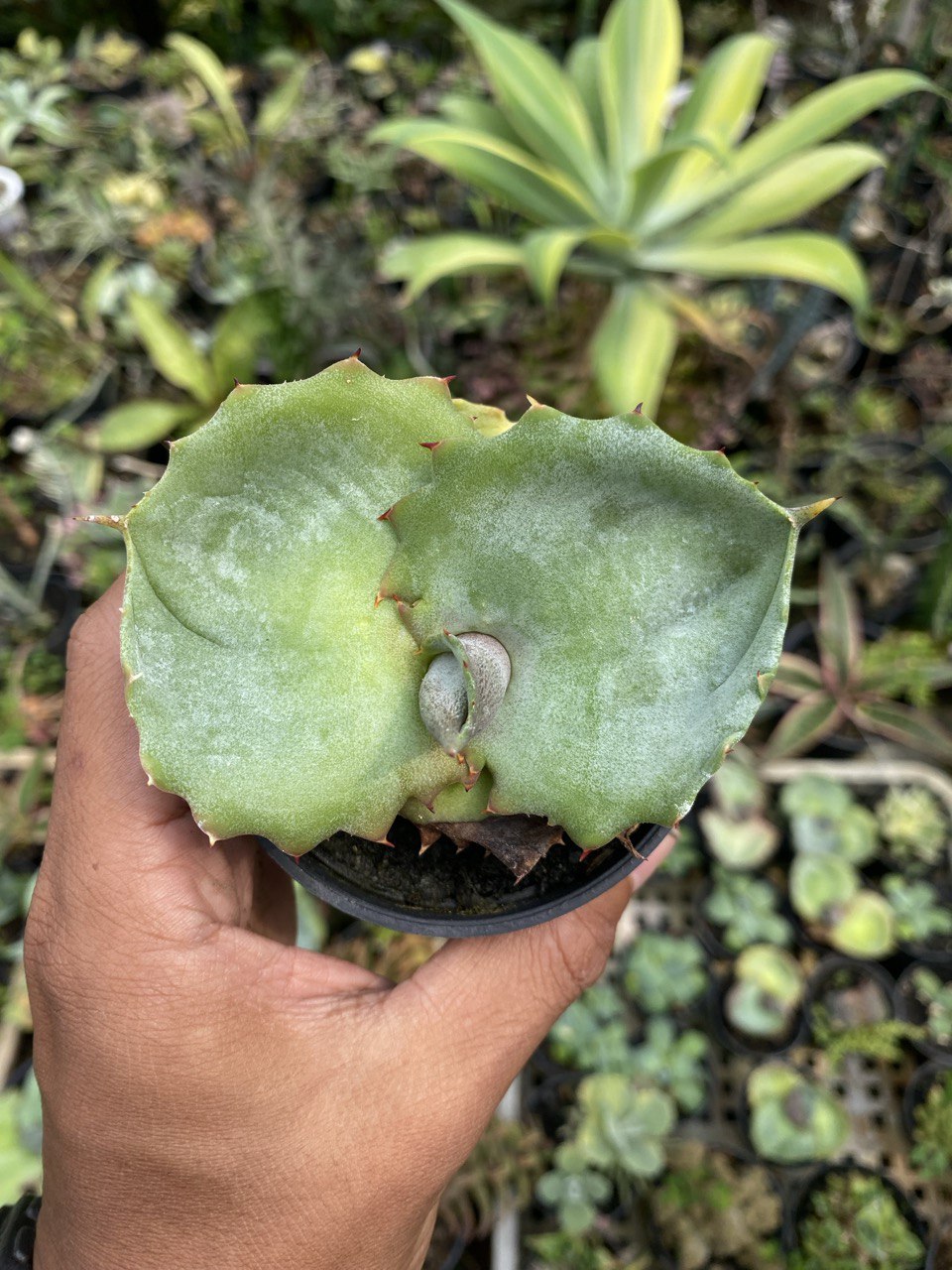 1517. Agave Marmorata - Image 2