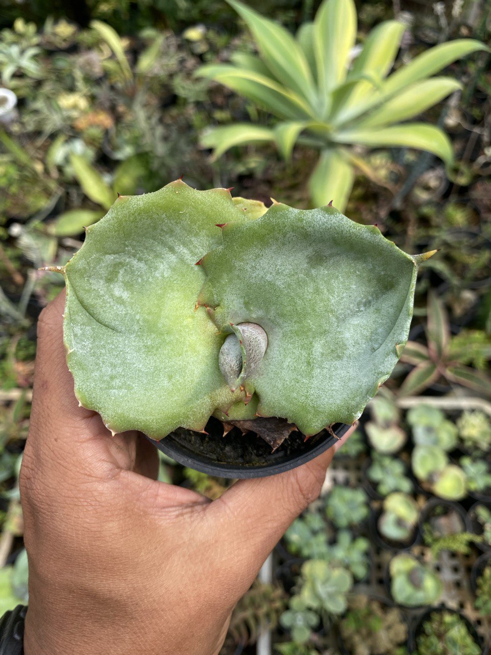1517. Agave Marmorata - Image 3