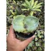 1517. Agave Marmorata