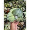 1511. Agave Marmorata size 17 cm