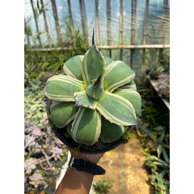 1616. Agave Patonii size 15 cm