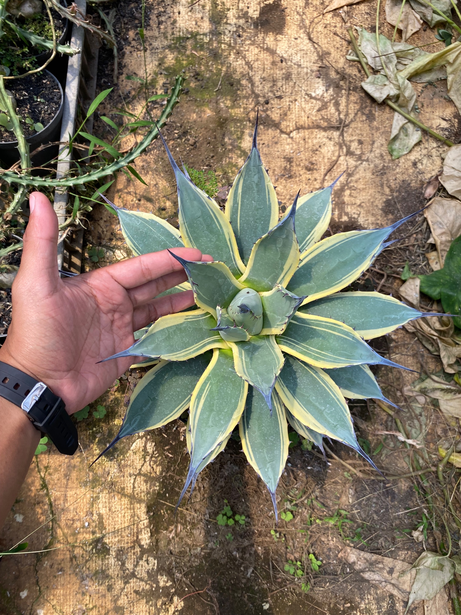 1623. Agave Patonii size 25 cm - Image 2