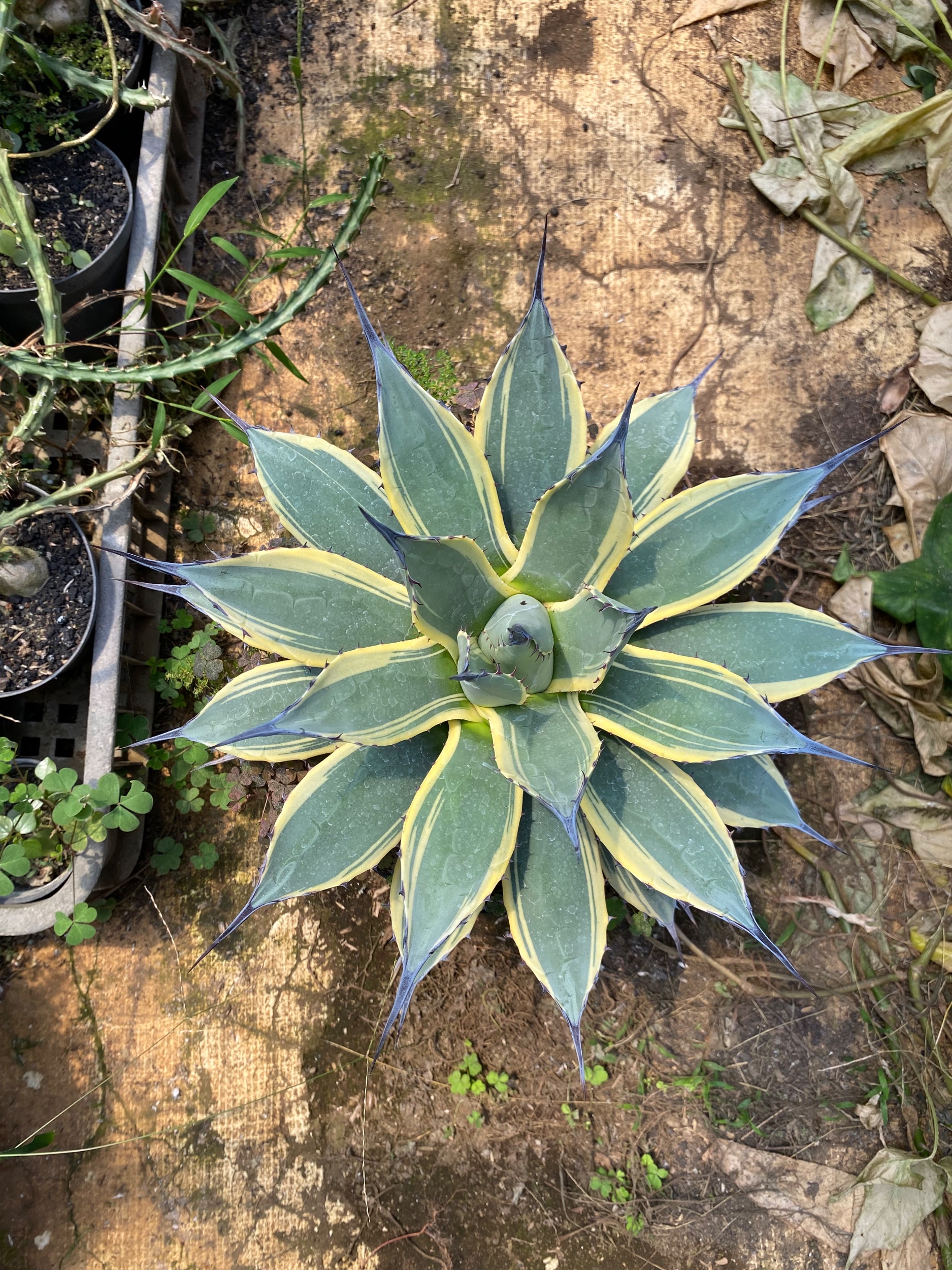1623. Agave Patonii size 25 cm - Image 3