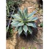 1623. Agave Patonii size 25 cm