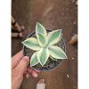 2063. Agave Potatorum Supercorwn Size 10cm