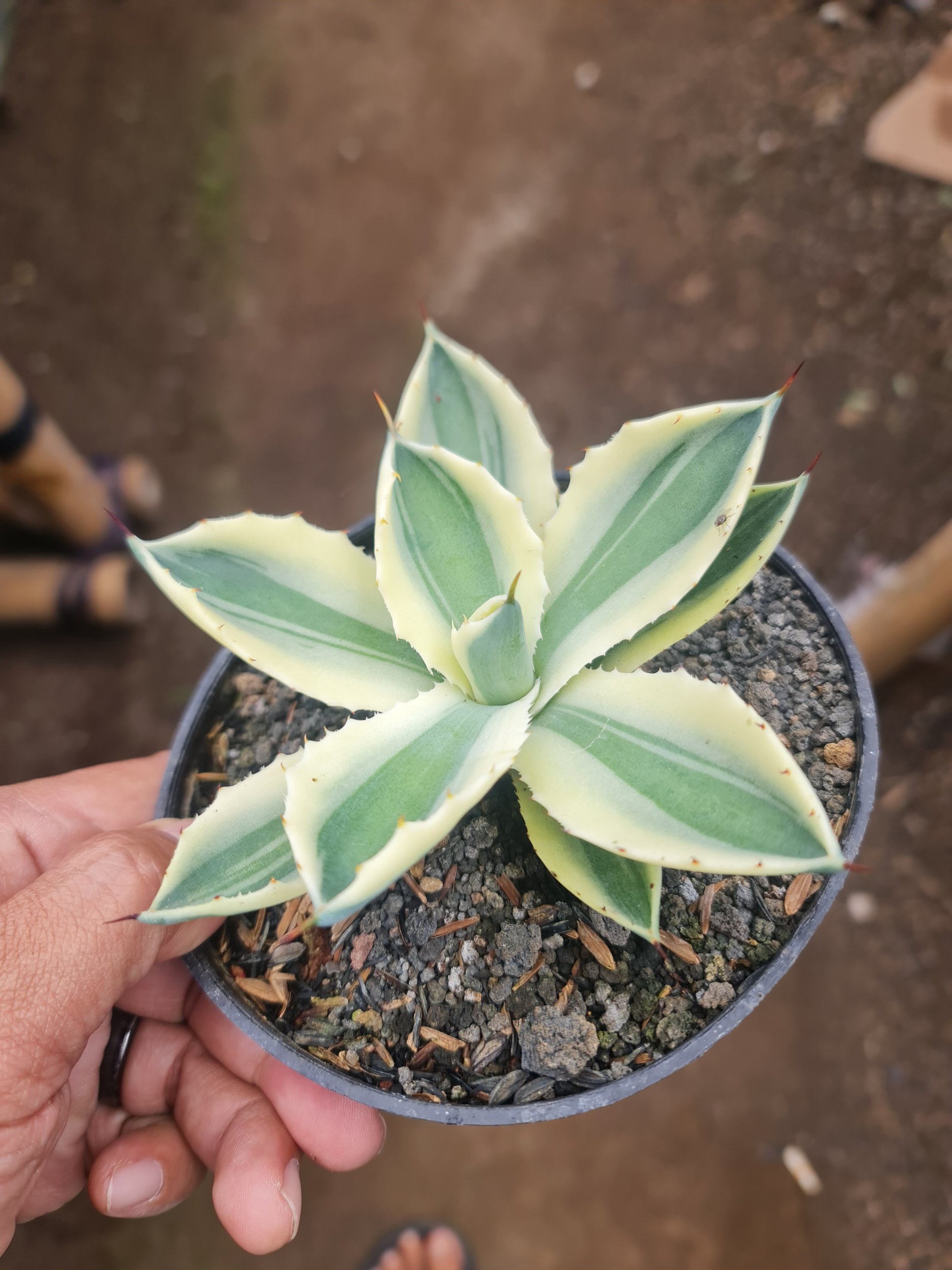 2063. Agave Potatorum Supercorwn Size 10cm - Image 2