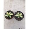 2286. Agave Salmiana Ferox Variegated. 2 Pcs