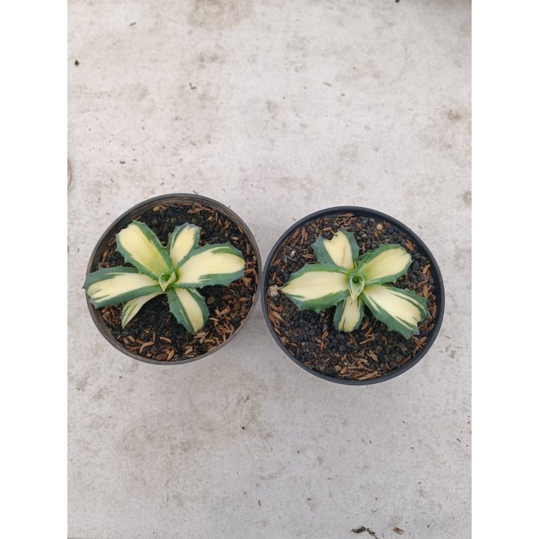 2286. Agave Salmiana Ferox Variegated. 2 Pcs