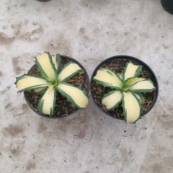 2286. Agave Salmiana Ferox Variegated. 2 Pcs