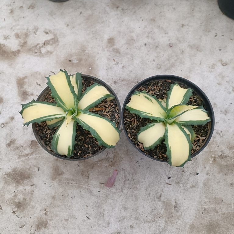 2286. Agave Salmiana Ferox Variegated. 2 Pcs