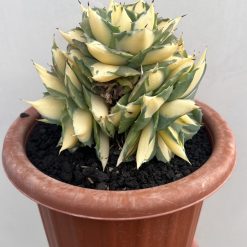 Alternative view of 1456. Agave Shoiji Raijin Var Cluster