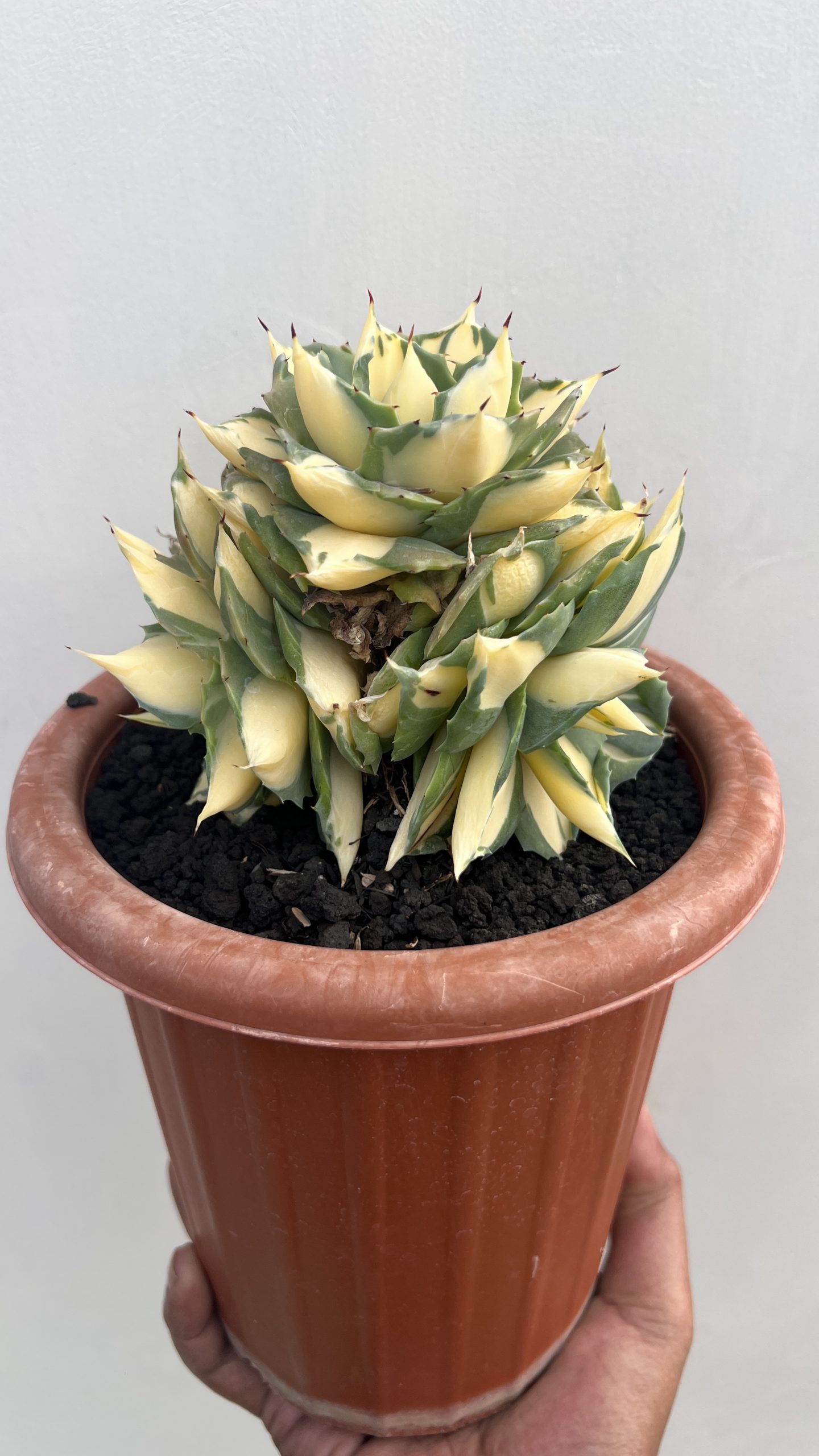 1456. Agave Shoiji Raijin Var Cluster - Image 2