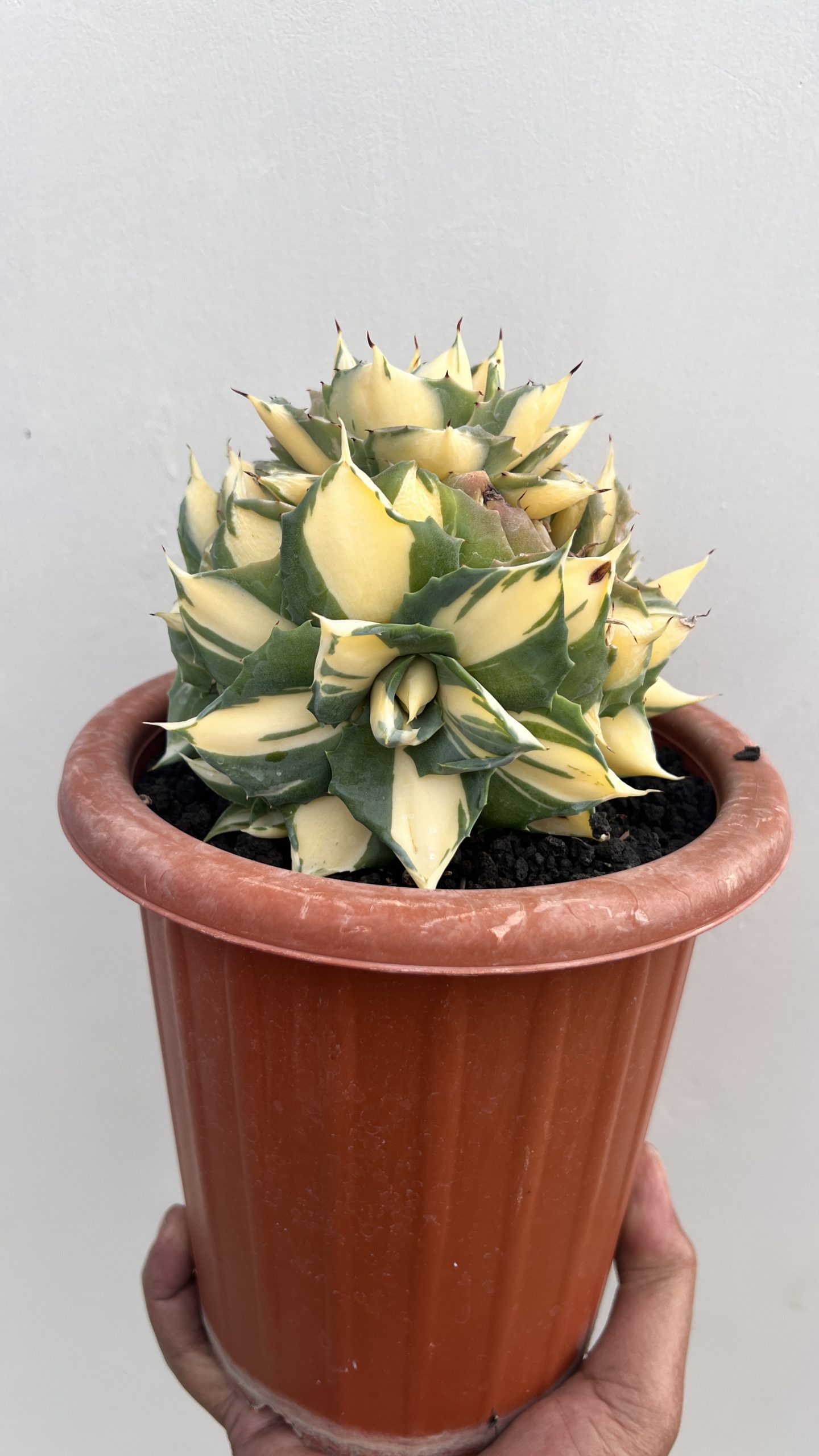 1456. Agave Shoiji Raijin Var Cluster - Image 3