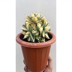 1456. Agave Shoiji Raijin Var Cluster