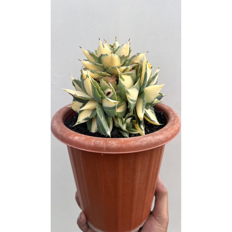 1456. Agave Shoiji Raijin Var Cluster