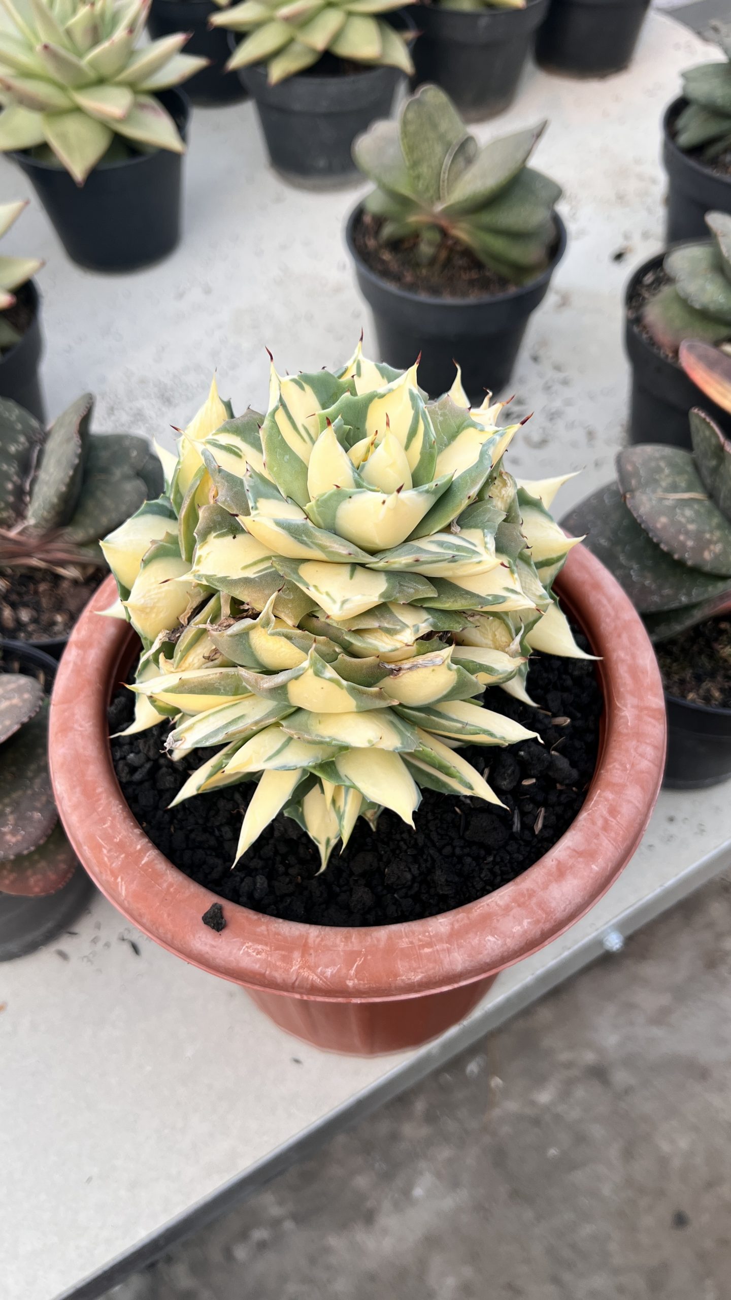 1456. Agave Shoiji Raijin Var Cluster - Image 4
