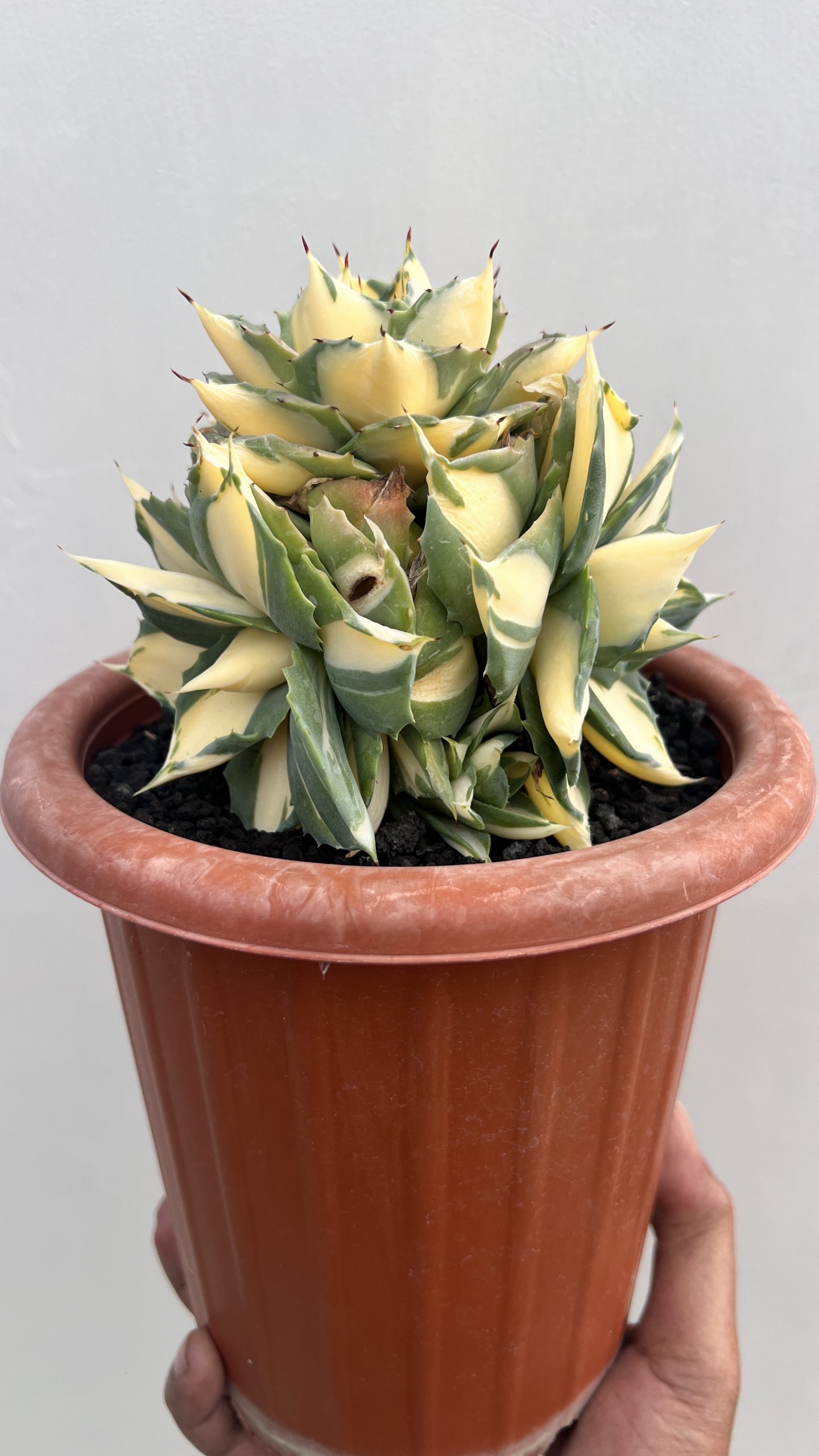 1456. Agave Shoiji Raijin Var Cluster - Image 6
