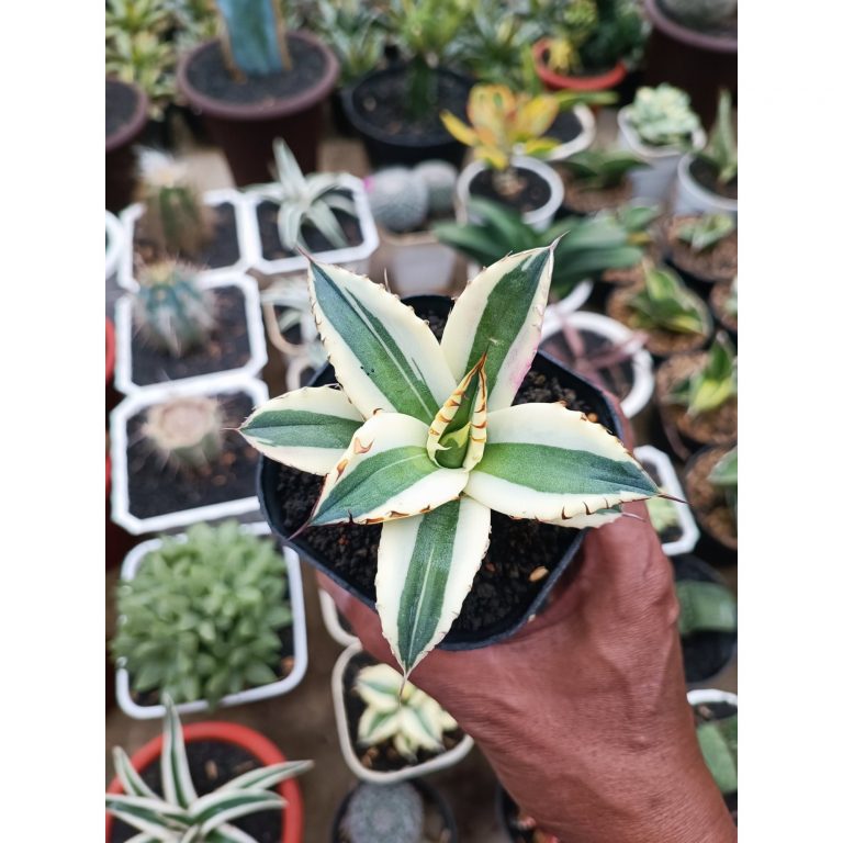 1678. Agave Snagggle Tooth Size 10 Cm