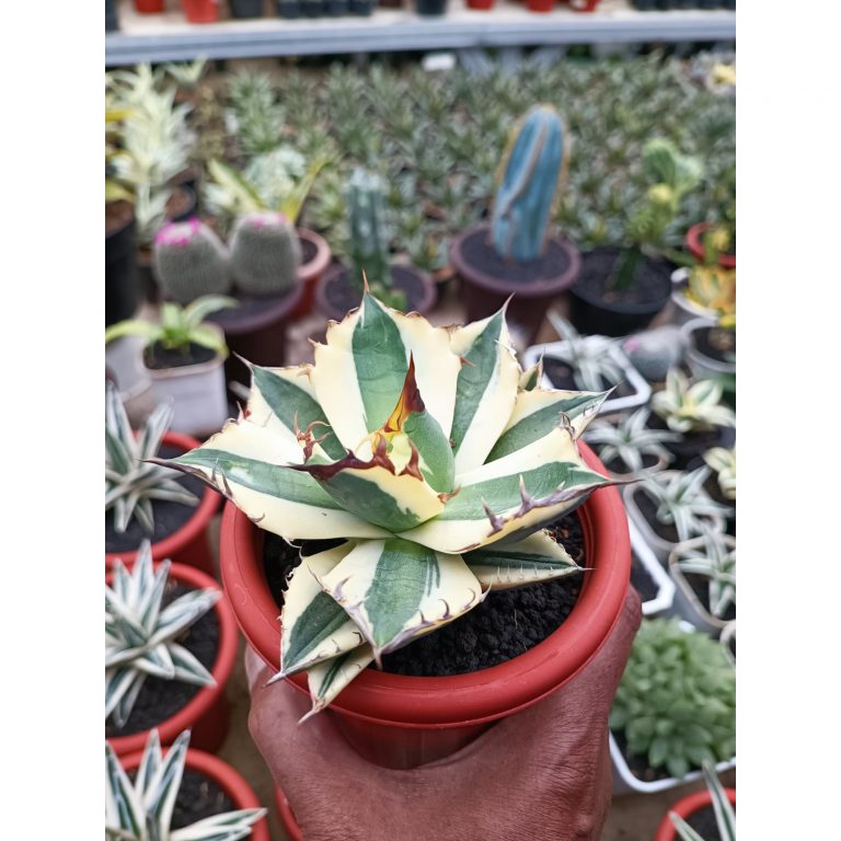1677. Agave Snaggle Tooth