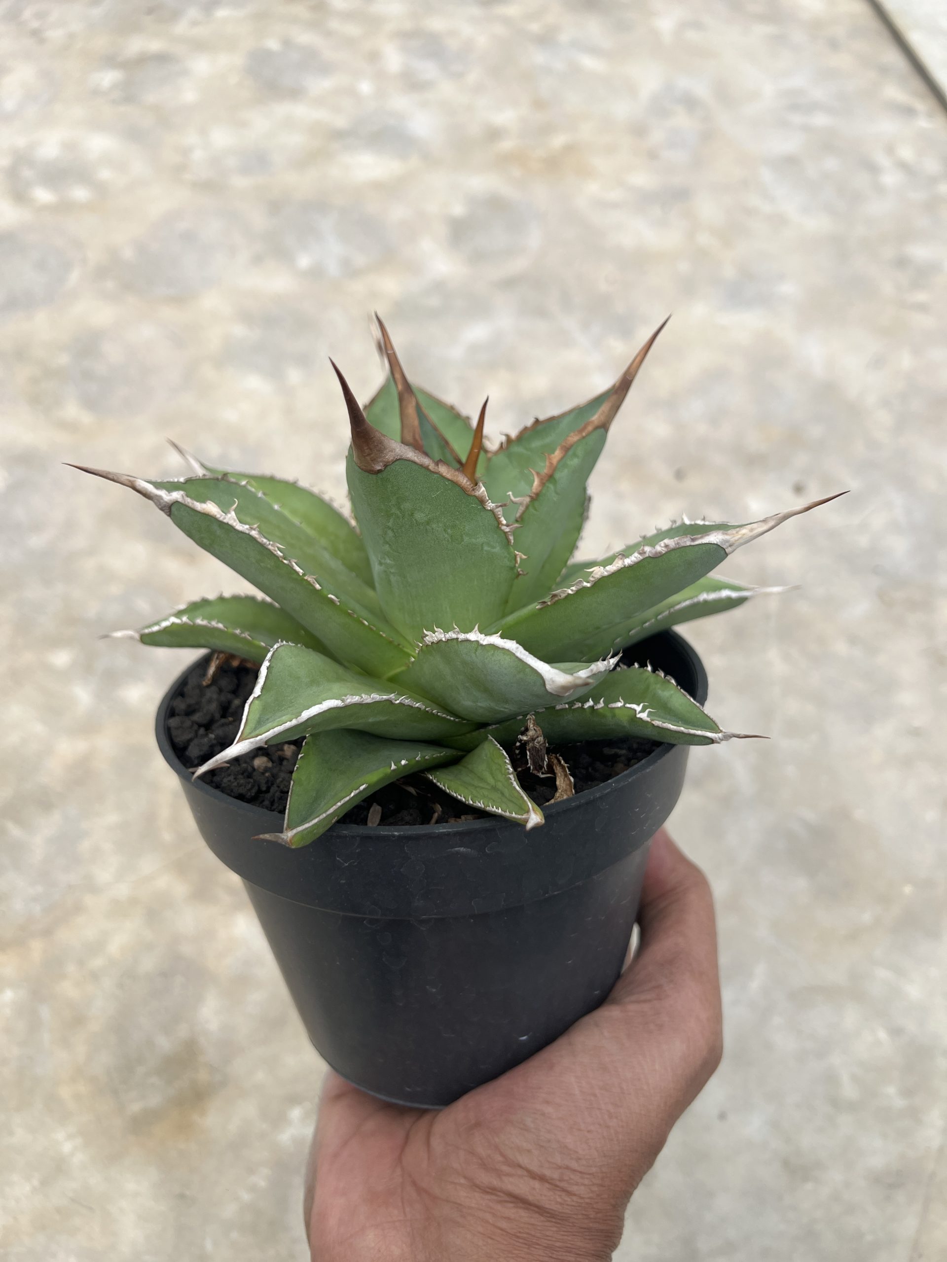 1451. Agave Solar Mutation - Image 2
