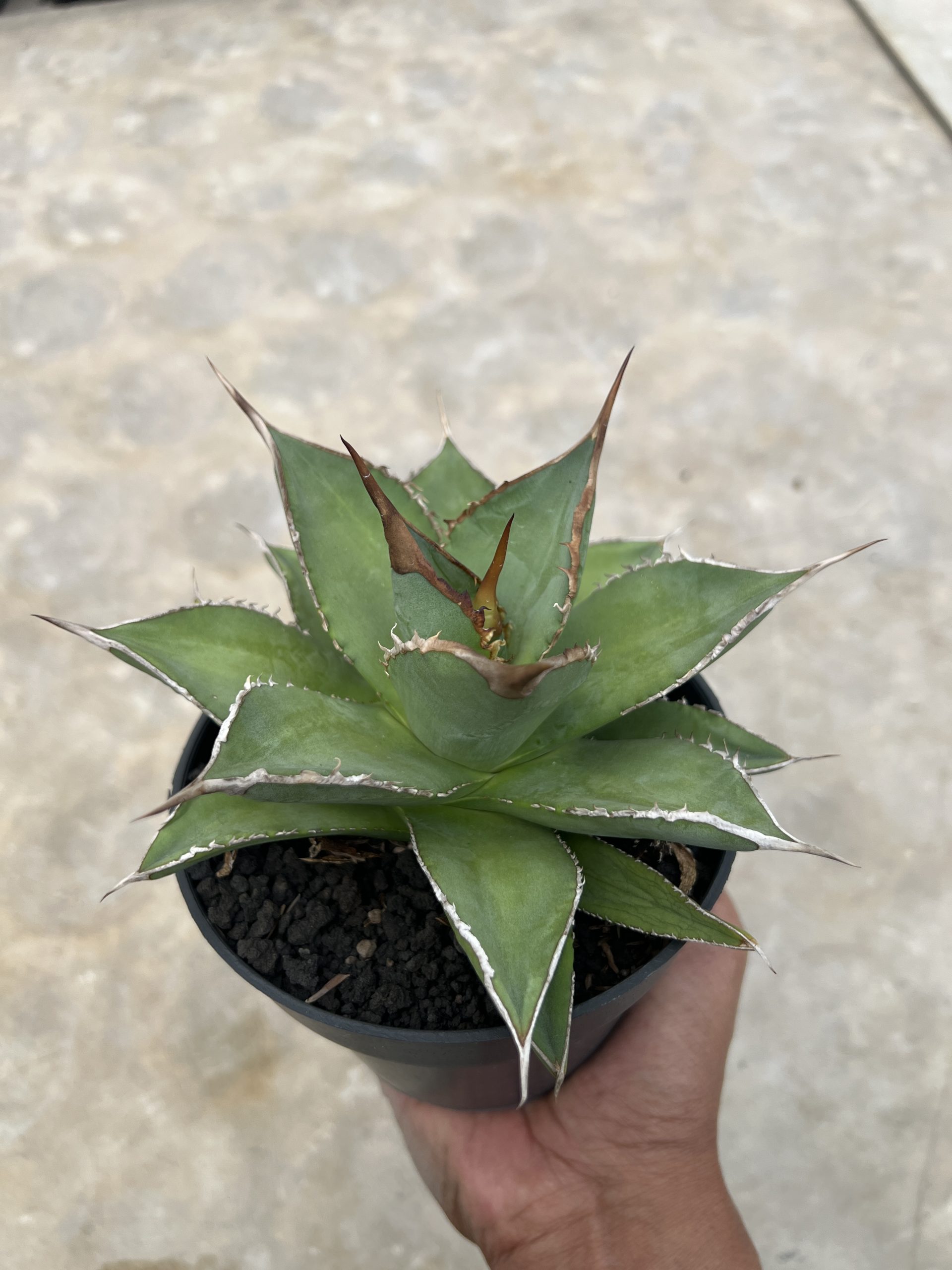 1451. Agave Solar Mutation - Image 3
