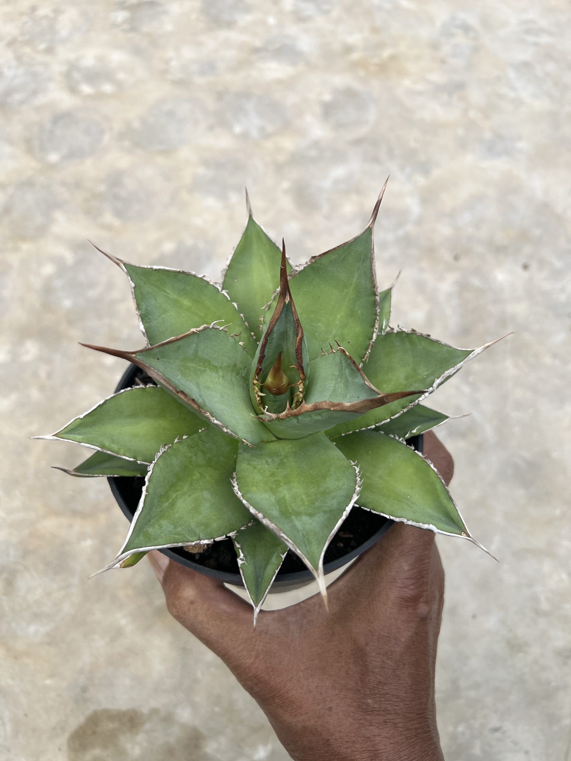 1451. Agave Solar Mutation - Image 4