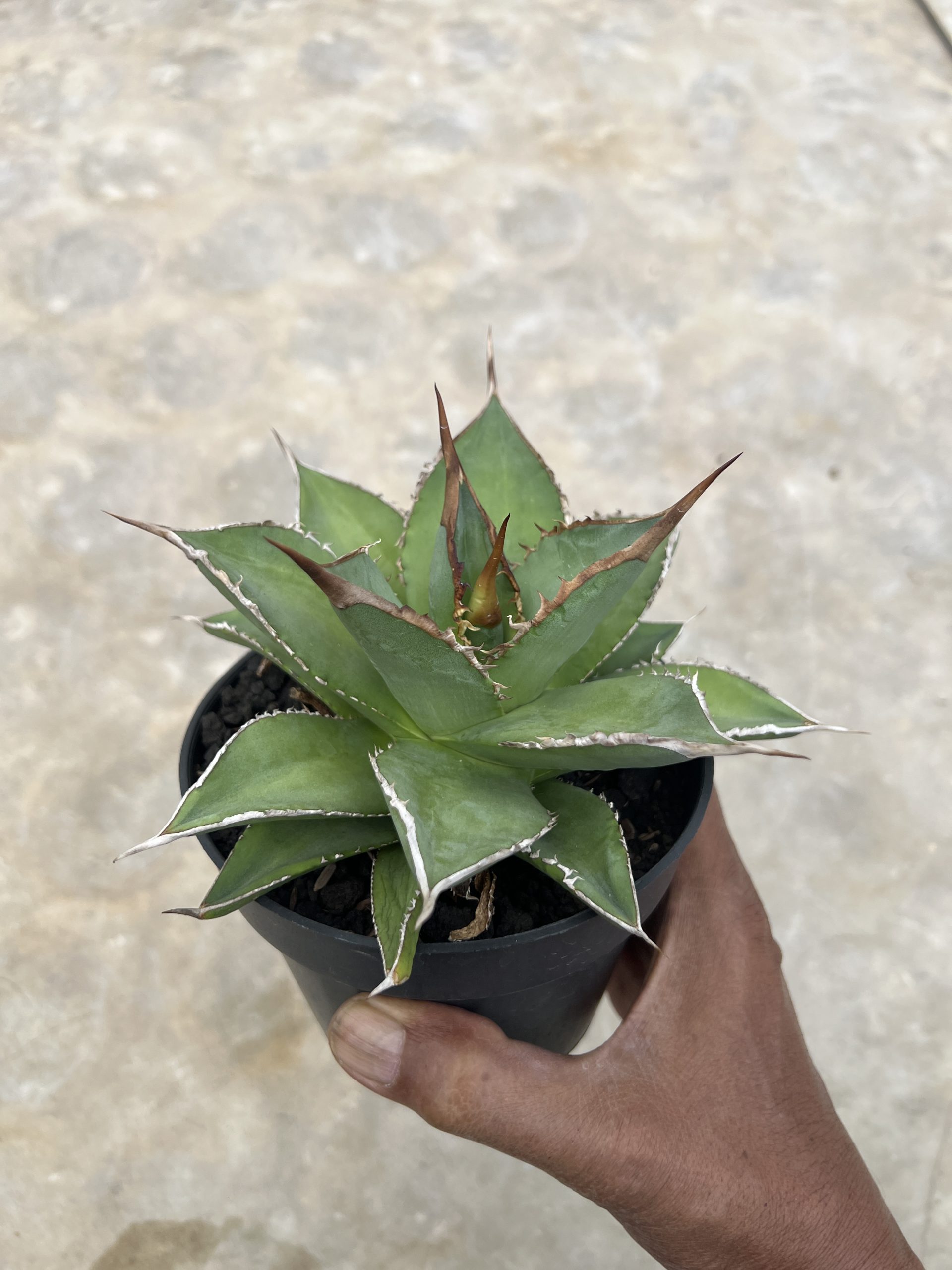 1451. Agave Solar Mutation - Image 5