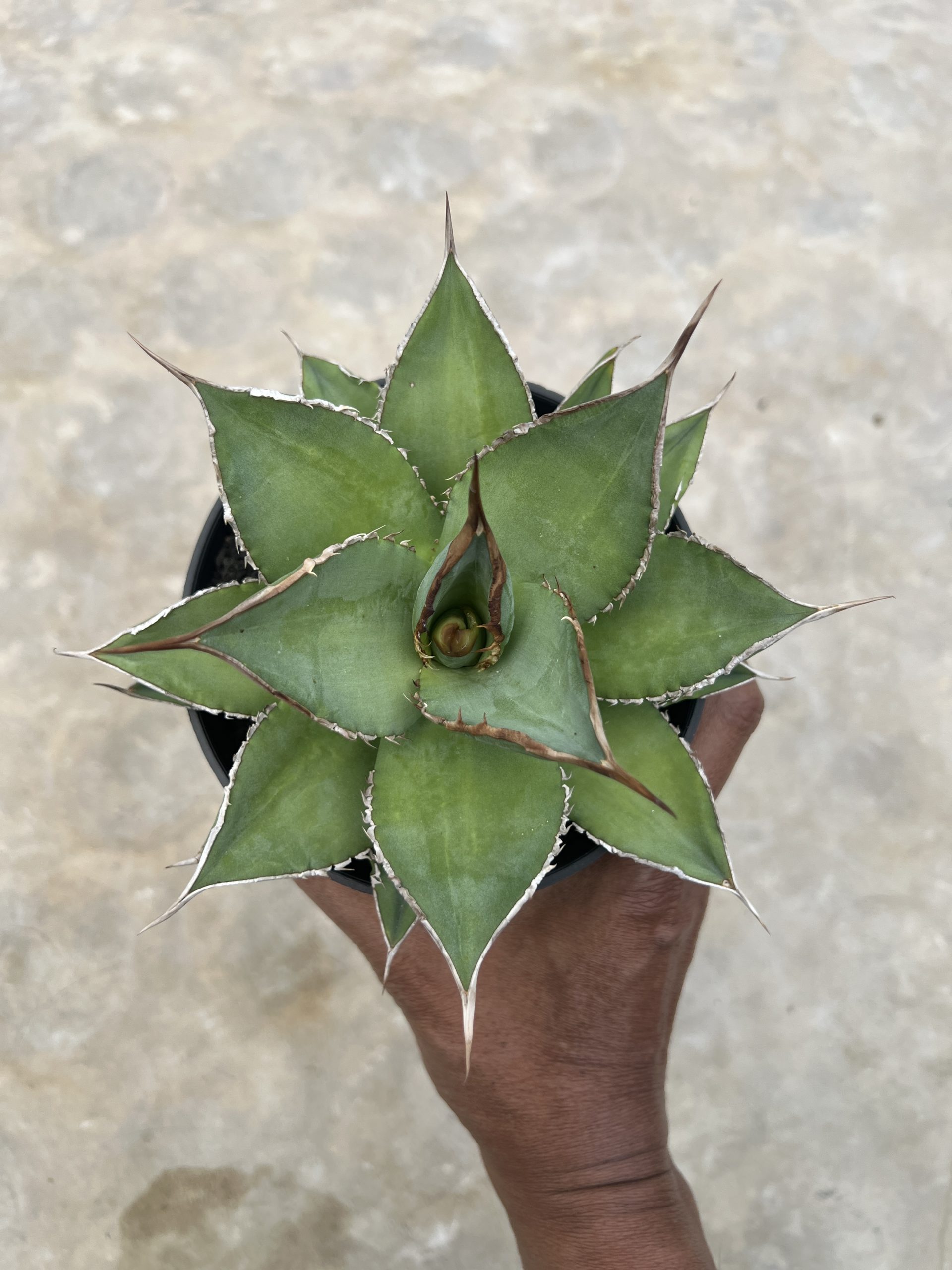 1451. Agave Solar Mutation - Image 6
