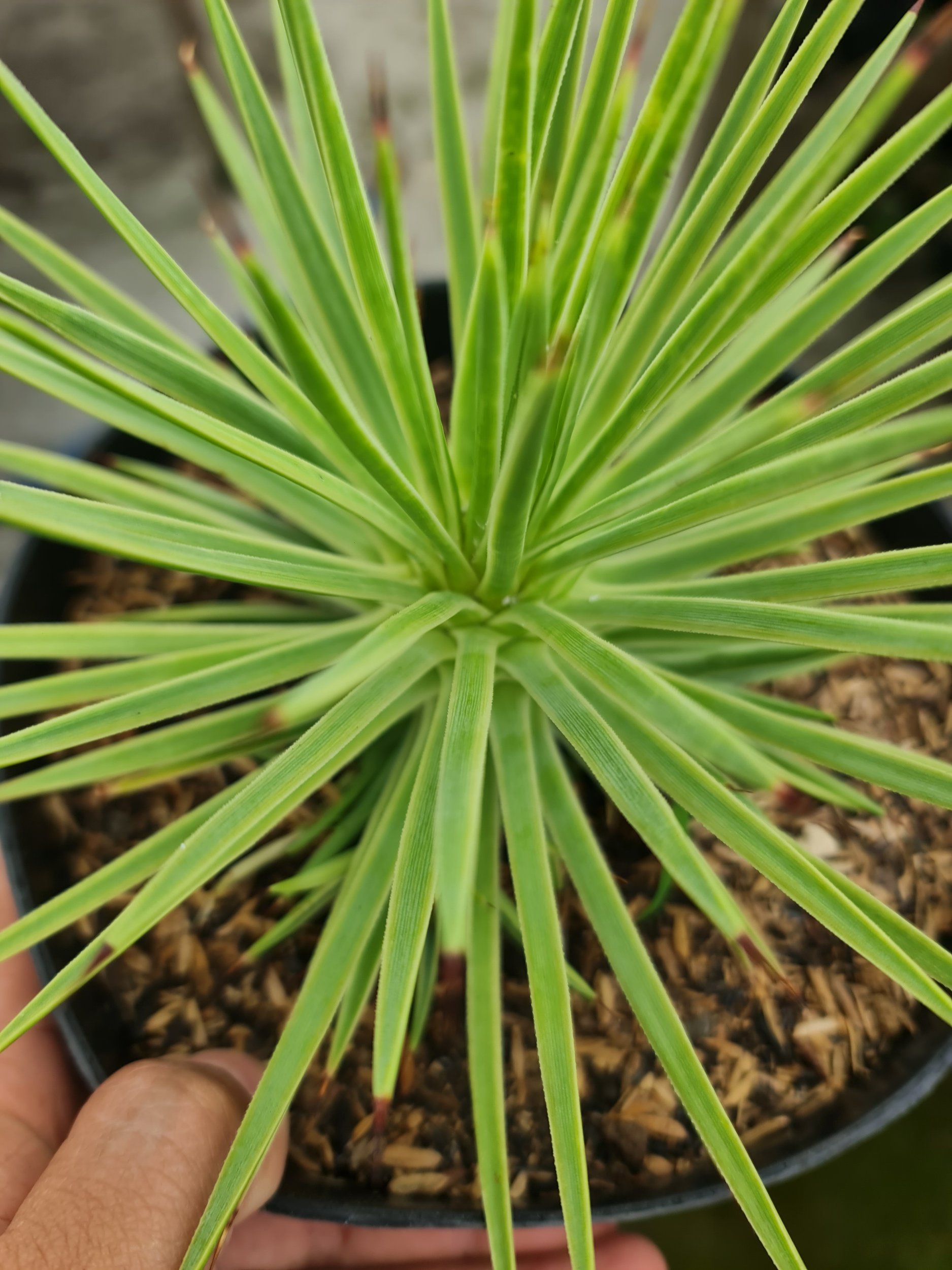 2105. Agave Stricta Nana Variegated Marginata - Image 2