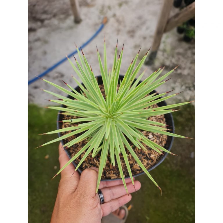 2105. Agave Stricta Nana Variegated Marginata
