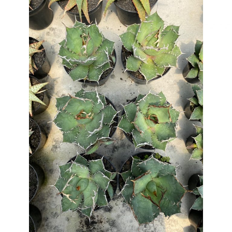 1598. Agave Titanona Fo76 6pcs