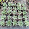 1706. Agave Titanota Banana Peel 25pcs